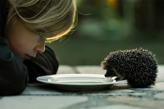 Hedgehog