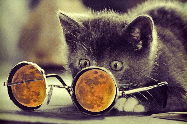 Cat Moon Glasses